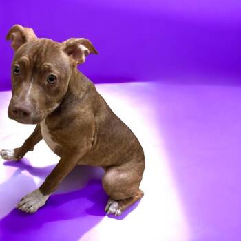 Pit Bull Terrier Dogs Available for Adoption in Lebanon, Tennessee - Annie | PetCurious