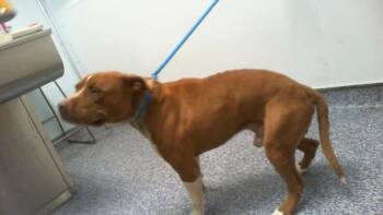 DECLAN -  Pit Bull Terrier Dog for Adoption in Charlotte, North Carolina - DECLAN | PetCurious
