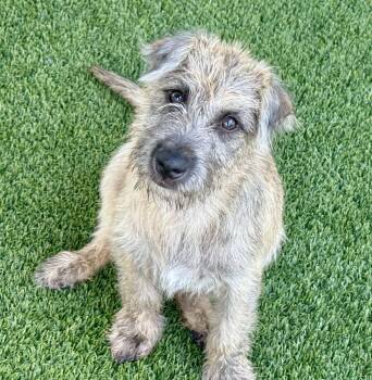 Tiana and her little ears...and mom only weighs 19 lbs -  Schnauzer and Poodle Dog for Adoption in Hondo, Texas - Tiana And Her Little Ears...and Mom Only Weighs 19 Lbs | PetCurious