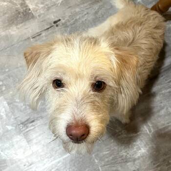 Cairn Terrier and Mixed Breed Dogs Available for Adoption in Festus, Missouri - Rory Gilmore | PetCurious