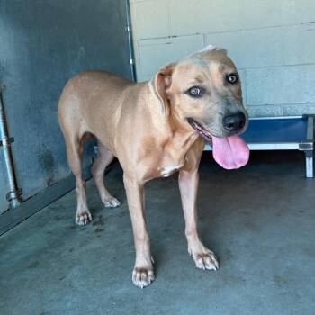 Shanina -  Pit Bull Terrier Dog for Adoption in Edinburg, Texas - Shanina | PetCurious