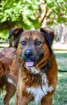 Red Boy -  Retriever and German Shepherd Dog Dog for Adoption in Yakima, Washington - Red Boy | PetCurious