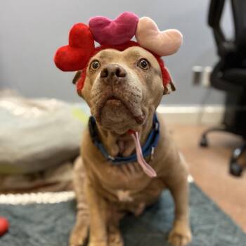 Baby Girl -  Mixed Breed Dog for Adoption in Port Charlotte, Florida - Baby Girl | PetCurious