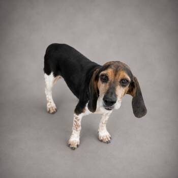 Bubba Gump -  Beagle Dog for Adoption in Hardeeville, South Carolina - Bubba Gump | PetCurious
