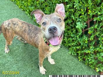 Rescue Mixed Breed Dogs for Adoption in West Palm Beach, Florida - RAMSEY | PetCurious