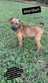 Rescue Puggle and Chiweenie Dogs for Adoption in Suffield, Connecticut - Olive | PetCurious