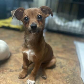 LOLA -  Chihuahua and Papillon Dog for Adoption in Austin, Texas - LOLA | PetCurious