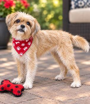 Rainbow -  Terrier Dog for Adoption in Manchester, Connecticut - Rainbow | PetCurious