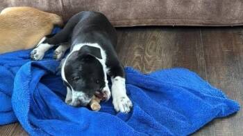 Labrador Retriever Dogs Available for Adoption in Colorado Springs, Colorado - Mrs Robinson | PetCurious