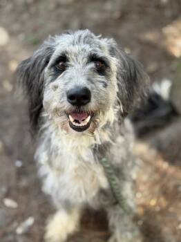 SALLY -  Australian Shepherd and Poodle Dog for Adoption in Fort Walton Beach, Florida - SALLY | PetCurious