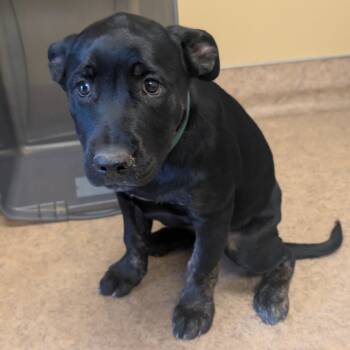 Dila -  Cane Corso and Mixed Breed Dog for Adoption in Palm Springs, California - Dila | PetCurious