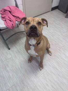 Pit Bull Terrier and Mixed Breed Dogs Available for Adoption in Marion, Ohio - Mazie | PetCurious