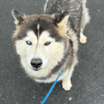 Husky Dogs Available for Adoption in Concord, North Carolina - Skyler | PetCurious