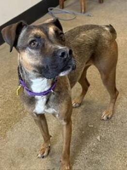 Kiwa -  German Shepherd Dog Dog Available for Adoption in Cleveland, Ohio - Kiwa | PetCurious
