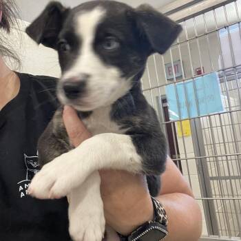 Mary fields -  Border Collie Dog for Adoption in Sonora, California - Mary Fields | PetCurious