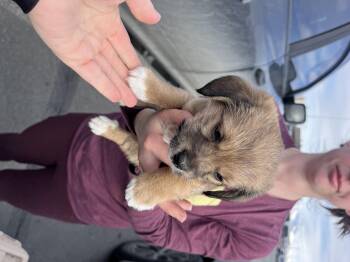 Chihuahua Dogs Available for Adoption in Wasilla, Alaska - Chi Pup #5 | PetCurious