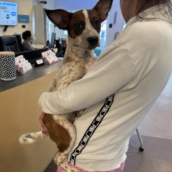 Honey -  Australian Shepherd Dog for Adoption in Brentwood, Missouri - Honey | PetCurious