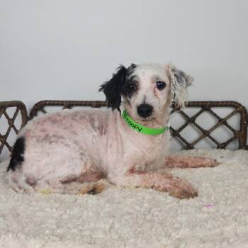 Snoopy -  Miniature Poodle Dog for Adoption in Fort Wayne, Indiana - Snoopy | PetCurious