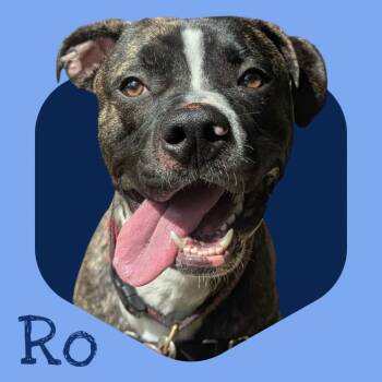 Ro -  Boxer Dog for Adoption in Manchester, New Hampshire - Ro | PetCurious