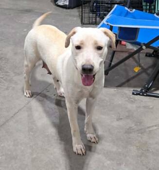 Labrador Retriever Dogs Available for Adoption - Autumn | PetCurious