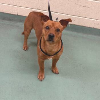 Mixed Breed Dogs Available for Adoption in Memphis, Tennessee - Little Guy | PetCurious