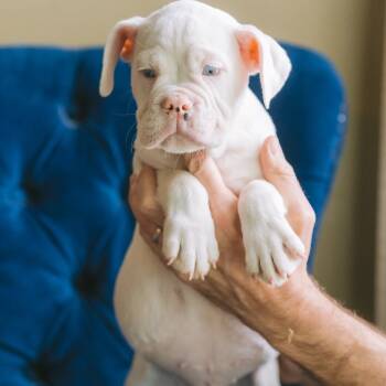 Beagle and Bulldog Dogs Available for Adoption in Zionsville, Indiana - Yolanda | PetCurious