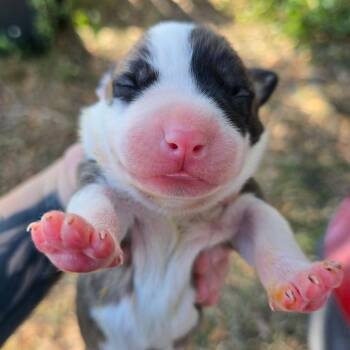 Mixed Breed Dogs Available for Adoption - Maybach | PetCurious