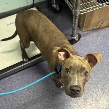 Swirls -  Mixed Breed Dog for Adoption in Edwardsville, Illinois - Swirls | PetCurious