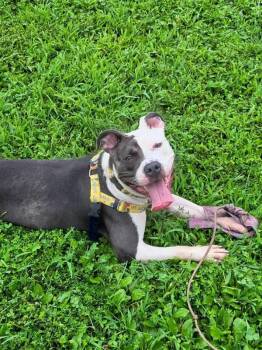 Perdita -  Pit Bull Terrier Dog for Adoption in Montgomery, New Jersey - Perdita | PetCurious