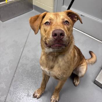 06/16/2026-Stray-32ndAvenue -  Mixed Breed Dog for Adoption in Columbus, Georgia - 06/16/2026-Stray-32ndAvenue | PetCurious