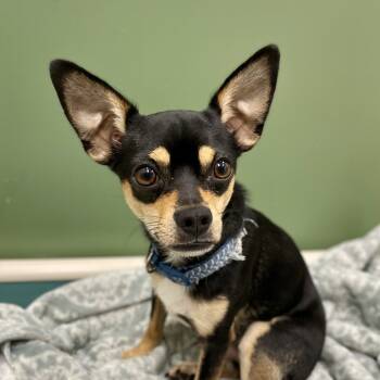 Rescue Chihuahua Dogs for Adoption in Freeport, Florida - Gizmo | PetCurious