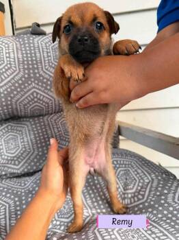 Remy (Roxie
