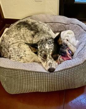 Australian Cattle Dog Blue Heeler Dogs Available for Adoption - LUCKY #17 | PetCurious