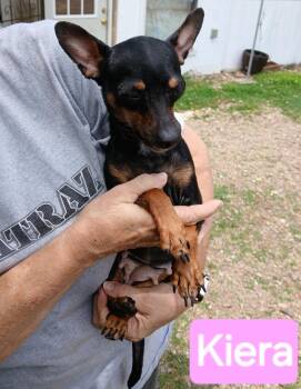 Kiera -  Chihuahua and Miniature Pinscher Dog for Adoption in Mena, Arkansas - Kiera | PetCurious