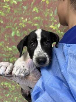 Bits -  Retriever and Mixed Breed Dog for Adoption in San Antonio, Texas - Bits | PetCurious