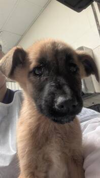 Labrador Retriever and Mixed Breed Dogs Available for Adoption - JASPER | PetCurious