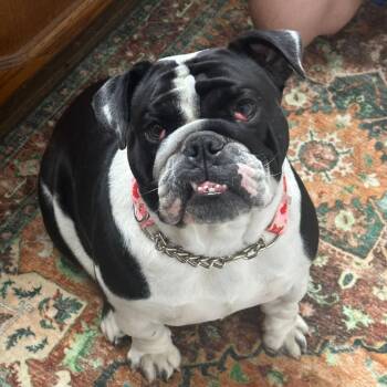 English Bulldog Dogs Available for Adoption in Turlock, California - Torta | PetCurious