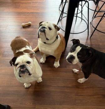 English Bulldog Dogs Available for Adoption in Chicago, Illinois - Tony | PetCurious