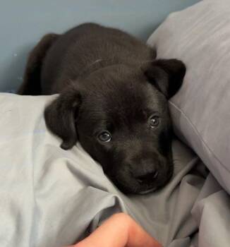 Blueberry -  Mixed Breed Dog for Adoption in Lindenhurst, New York - Blueberry | PetCurious
