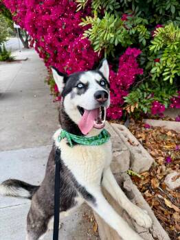 Cooper -  Husky Dog for Adoption in Santa Monica, California - Cooper | PetCurious