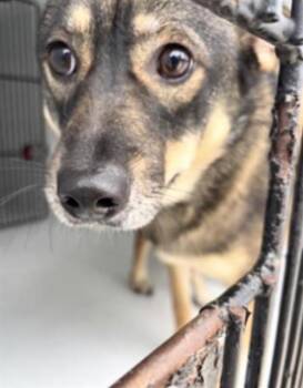 BELLA -  German Shepherd Dog and Mixed Breed Dog for Adoption in Houston, Texas - BELLA | PetCurious