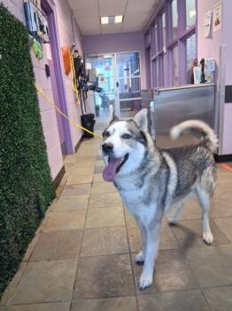 Rescue Mixed Breed Dogs for Adoption in El Paso, Texas - 59838883 | PetCurious