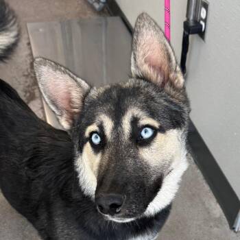 Mixed Breed Dogs Available for Adoption in Las Cruces, New Mexico - Kerra | PetCurious
