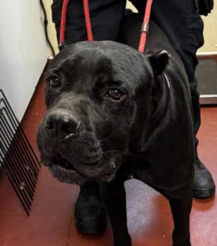 Blade -  Cane Corso Dog for Adoption in Salisbury, Maryland - Blade | PetCurious