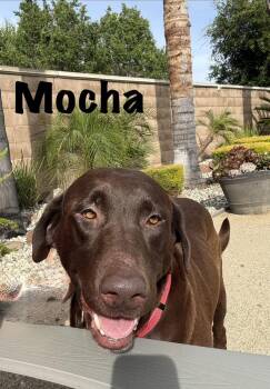 Labrador Retriever Dogs Available for Adoption in Pleasant Hill, California - Mama Mocha | PetCurious