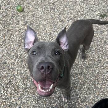 Percy -  Mixed Breed Dog for Adoption in West Olive, Michigan - Percy | PetCurious