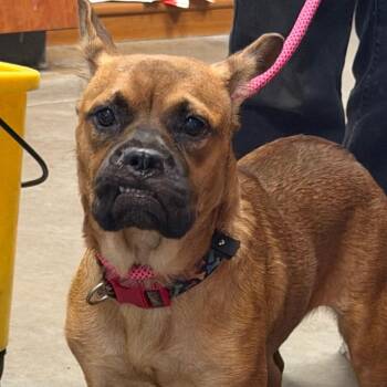 Cassidy -  Pug and Mixed Breed Dog for Adoption in Yuma, Arizona - Cassidy | PetCurious