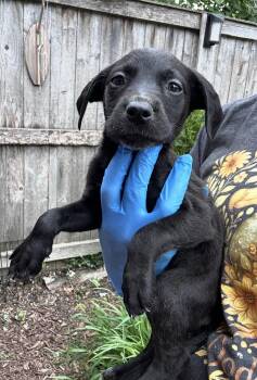 Wilson -  Labrador Retriever and Australian Shepherd Dog for Adoption in Bull Valley, Illinois - Wilson | PetCurious