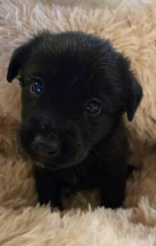 Diamondades / Riley -  Labrador Retriever and Mixed Breed Dog for Adoption in Broomfield, Colorado - Diamondades / Riley | PetCurious