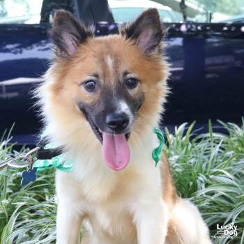 Honey -  Shetland Sheepdog Sheltie Dog for Adoption in Washington, District Of Columbia - Honey | PetCurious